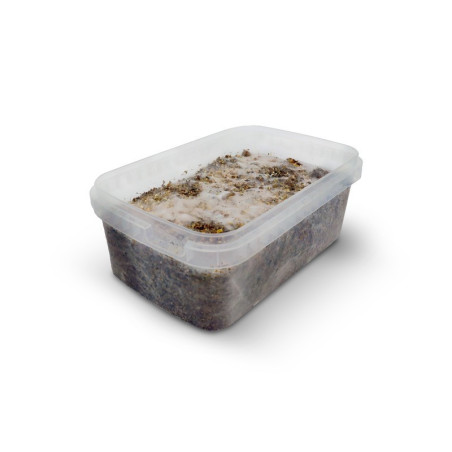 MYCELIUM COPELANDIA KIT DE... - alt