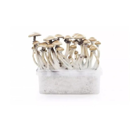 MYCELIUM GOLDEN TEACHER KIT... - alt