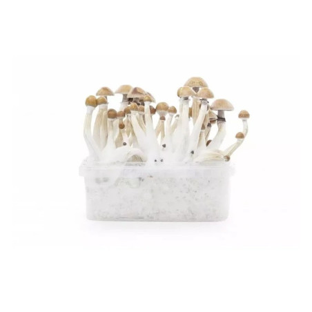 MEXICAN MYCELIUM KIT DE OBSERVAȚIE 1200 ML
