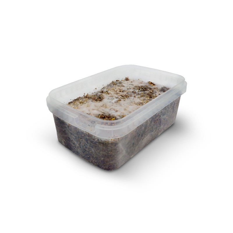 MEXICAN MYCELIUM KIT DE OBSERVAȚIE 1200 ML