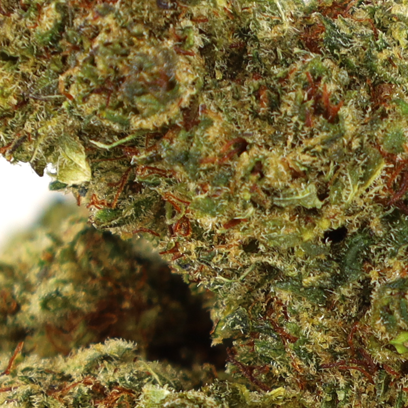 OCEAN BEACH INFUSED FLEUR COOKIES