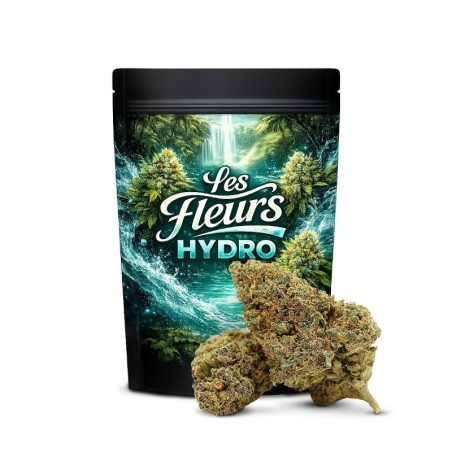 KING LOUIS FLOARE THCA
