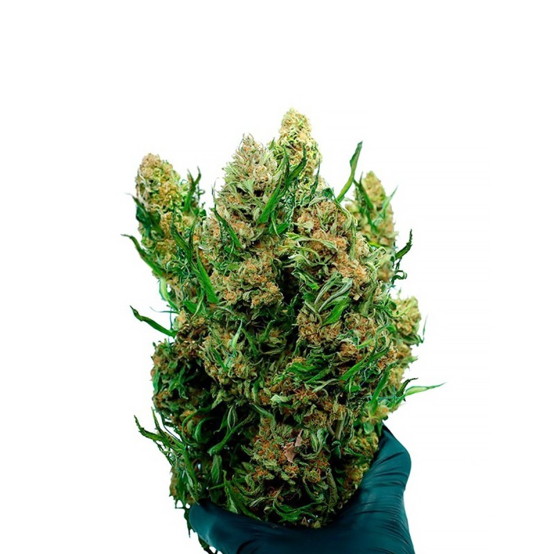 FLOARE CBD PE TULINĂ STRAWBERRY QUEEN