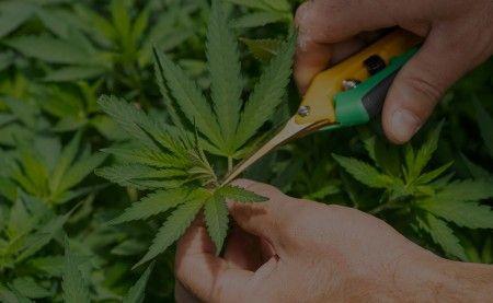 Uleiul CBD: efecte, beneficii și contraindicații