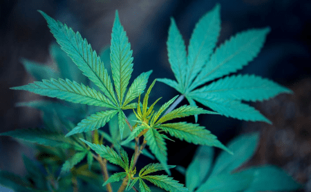CBD / CBDa: Care sunt diferențele? Care sunt efectele?