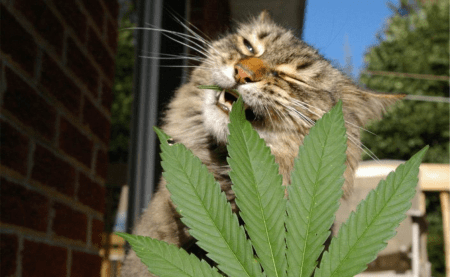 CBD pentru animale: Ameliorează durerile animalelor tale cu CBD Sixty8