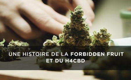 Forbiden Fruit H4CBD: Istoria acestei varietăți