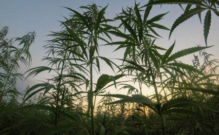CBD Elveția și vama: sfaturile noastre